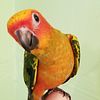 Sun Conures on Sale in South Florida