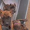 Presa Canario Puppies for sale
