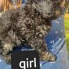 Toy Poodle Puppies Male and Females