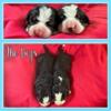 Purebred but Unregistered Bernese Mountain Dogs ready May 28th
