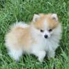 Tiny toy/ teacup Pomeranian male puppy for sale in Michigan at wrennspuppies.com