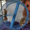 Dwarf Hamsters Available