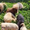 Pyredoodle Puppies  $500
