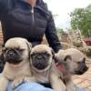 Pug Puppies ready now