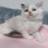 Ragdoll kittens for sale PURE BREED