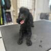 Toy poodle females , females 1-2 years old .   Breeder cutting back