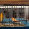 Young and healthy female red factor canary needs good home