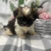 Shorkie puppy male Sweet tiny hypoallergenic