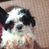 Yorkie mix, Cavapoo, bichons, shih tzu, Teddy bears  reduced. Pittsburgh Cleveland Youngstown