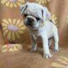 Pug Puppy looking for forever home