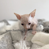 Adorable Male Sphynx Kitten Available!