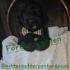 Reduced! F1 Bernedoodle puppies