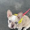 French bulldog puppy female 4 months old