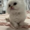 Persian kitten, Persian kittens, cream