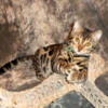 *ADOPTED* Gorgeous Male Brown Rosetted W/Glittered Pelt Bengal Kitten