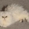 Exotic Persian Kittens - - 20% OFF if picked up by 1 June 2024