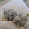 Baby Quaker parrots for sale