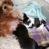 Gorgeous, small/tiny family raised Shih-Tzu puppies for sale ready now!