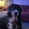 Gorgeous Male 10 month old Bernese Mountain Dog