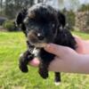Male Yorkie Poo puppy