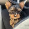 biscuit male toy size yorkie 12 weeks old