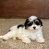 Two male Havanese puppies