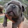AMERICAN BULLY EXOTIC POCKET/MICRO PUPPIES FULLY VETTED ABR REGISTERED