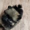 Pomeranian/Havanese puppies  ! Ewokian