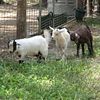 FAINTING Pygmy Goats for sale