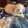 Toy Poodle Pup for sale