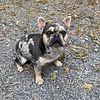 Lilac and Tan Merle French Bulldog for stud only