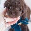 TOY POODLES FOR SALE