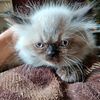 Himalayan-Persian, New Kittens coming soon. . 4 rare blue points and one rare White flame point Kittens.