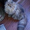 Persian Kitten's & Young Adult Persian's Available Now!