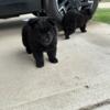 ChowChow Puppies for Sale