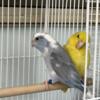 Parrotlet pair dark factor cobalt pied and yellow female