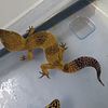 Leopard Geckos and African Fat Tails