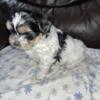 This precious Puppy is beautiful and Handsome. Hes a male Morkie (Yorkie-Maltese) vetted and Ready to Go Oak Park MI