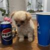 Chipoo (Small) For sale