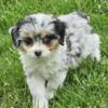 Miniature Aussiedoodle male  puppies for sale in Michigan at wrennspuppies.com