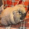 Purebred Tort Holland lop buck available