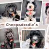 Sheepadoodle Puppies family raised