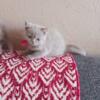 We are looking for a new home for our beautiful British Shorthair kittens