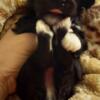 Havachon male puppy Black n white