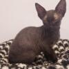 Adorable Sphynx Rex Kittens Ready for In-Person Pick-Up! Find Your Forever Companions Now
