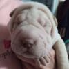 Beautiful full blooded puppies avalible in Virginia