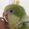 Hand raised Quaker parrot mutation