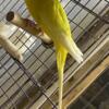 Parakeets Lutinos for sale or trade for other birds