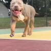 American Bully XL Litter (Early 2024 TOP BLOODLINE!