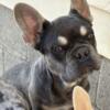 French bulldog puppy 5 months old $2,000
